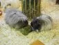 Cavia Brikk mit Vit C von Union