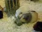Cavia Brikk mit Vit C von Union