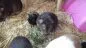 Cavia Brikk mit Vit C von Union