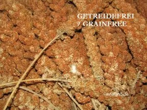 Kolbenhirse rot