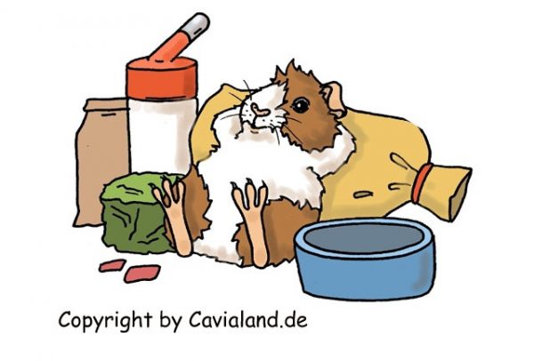 Cavialand Starterset