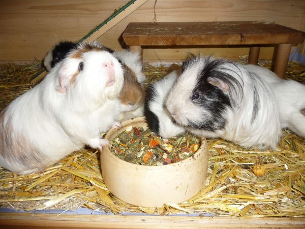 Gourmet Charity Mix Nr.2  (Piraten MS)