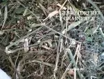 FenchelKRAUT