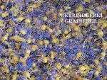 Kornblumenblüten blau