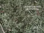 Möhrenkraut
